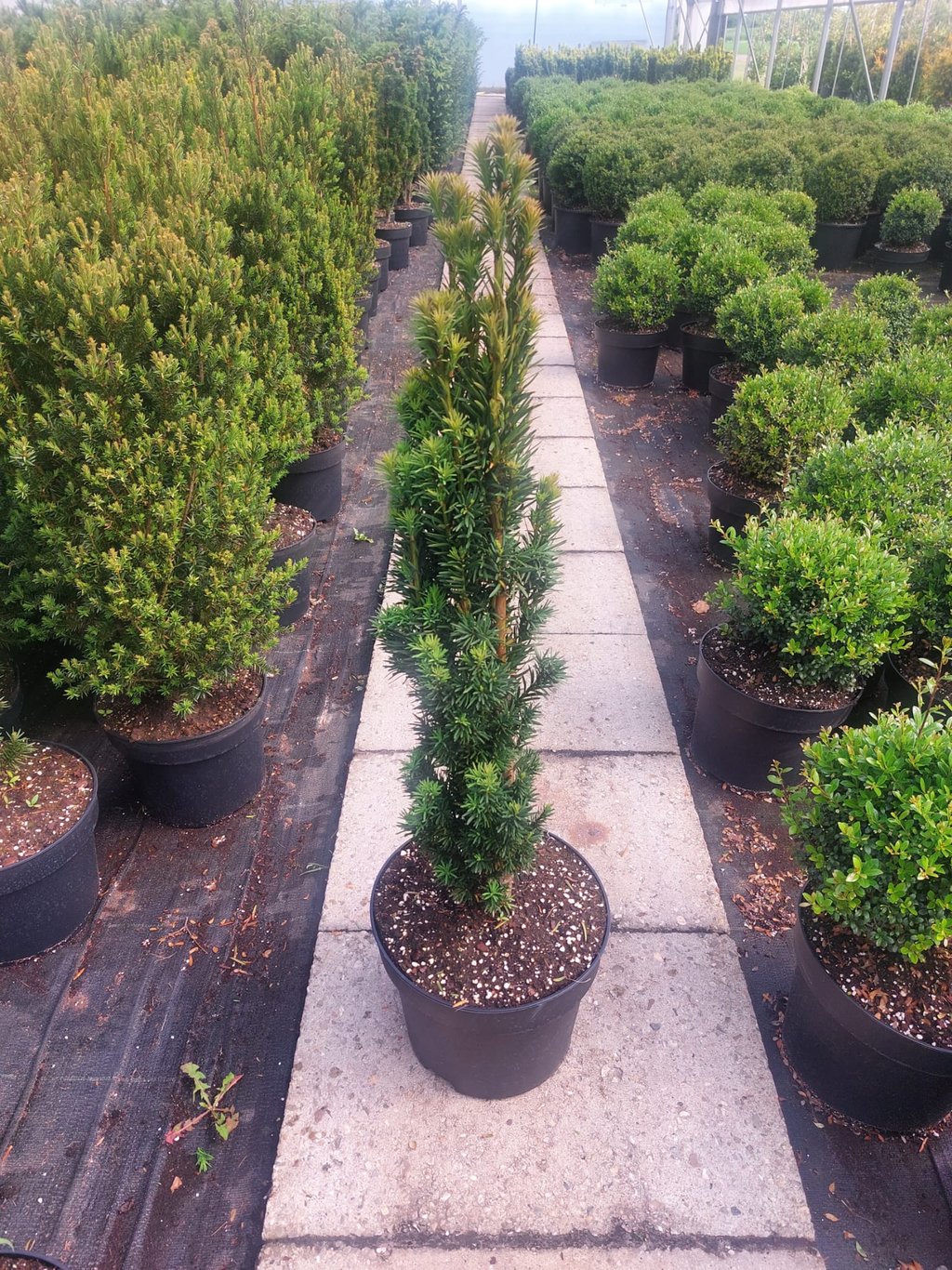 Taxus b. 'Fastigiata Robusta' - C10 70-80 CM